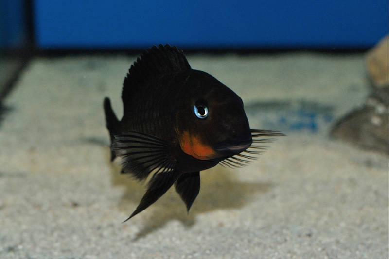 Tropheus sp. 'mpimbwe' Cape Mpimbwe (Red Cheek)